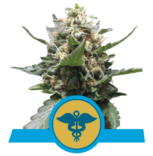 Royal Medic CBD Fem x3 – Royal Queen Seeds